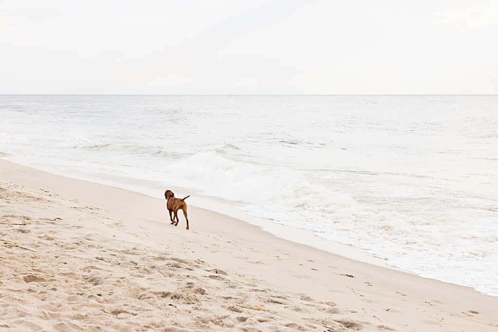 Karyn_Millet__KM_7001R